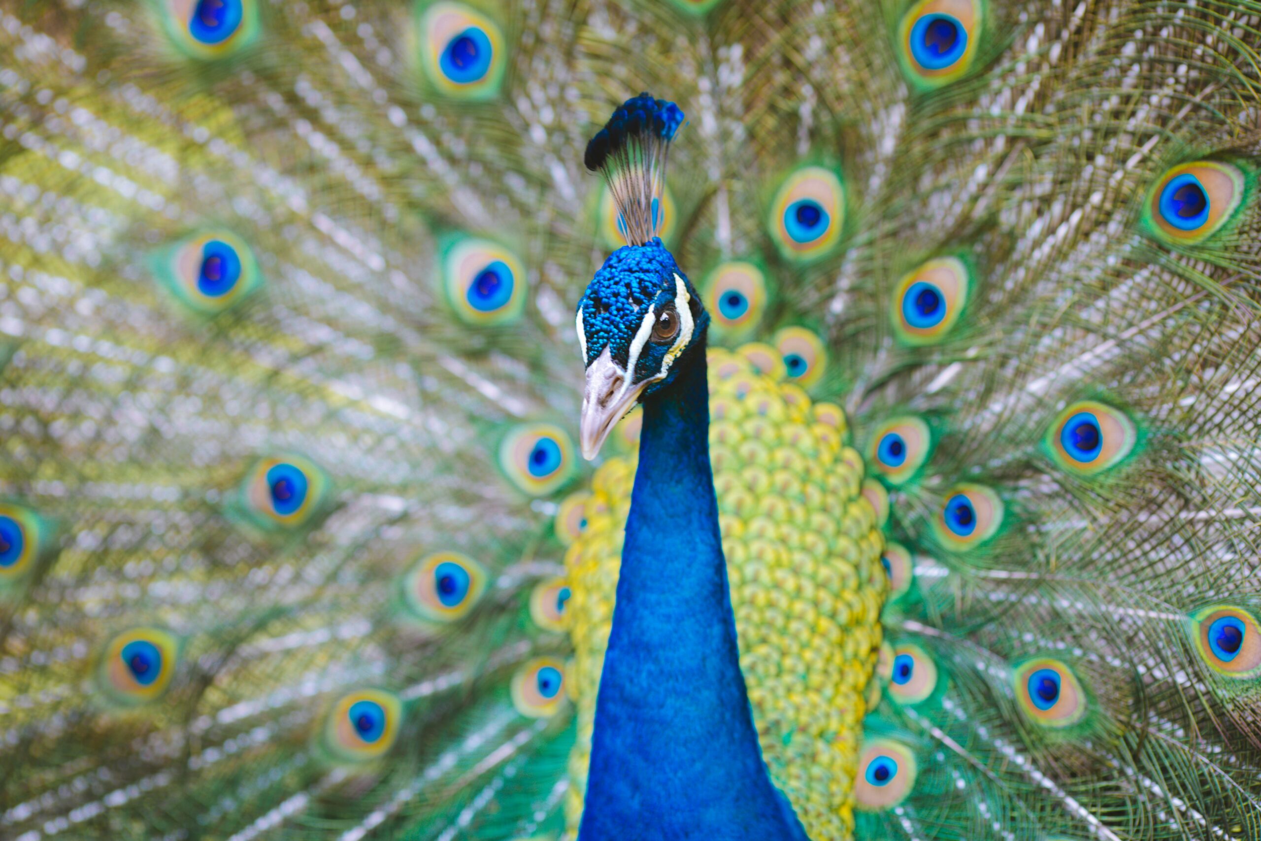 a close up of a peacock with its feathers open