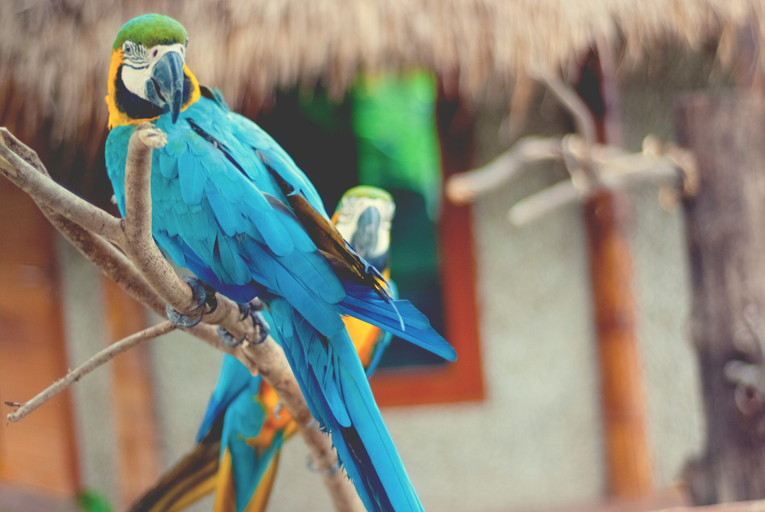 blue and yellow macaw on brown tree branch during daytime