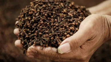 فوائد القرنفل للمناعة